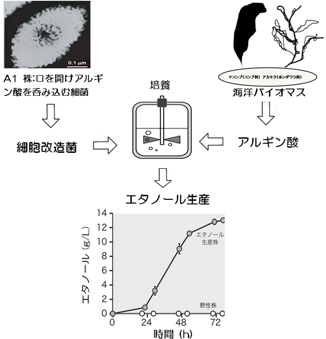 6月13日用エタノール生産