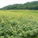 除染効果が薄いとされたひまわり