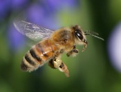 killabee4alt