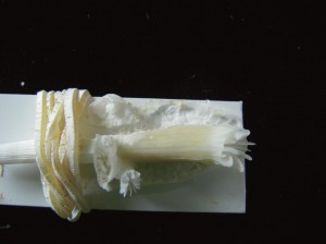母ポリプ上の出芽と新たな共骨の成長