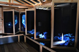 2013「杜舞台」東京展-DSC_0073