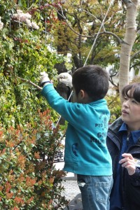 蝶のための植樹祭②