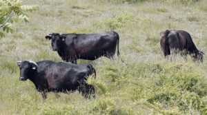 震災から3年が経過し風化が進む一方で、畜産を含む福島の生産物への風評は根強い