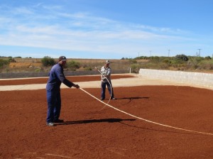 発酵して赤色に変わったルイボス茶をkの棒で天日乾燥させる。(南アフリカ北ケープ州で撮影)