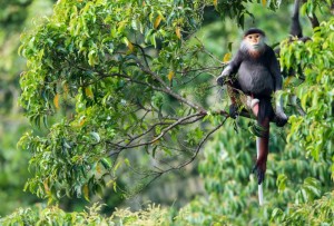 ベトナムなどに生息する絶滅危惧種アカアシドゥクラングール。日本では唯一よこはま動物園ズーラシア(横浜市)が飼育している ⒸBjornolesen.com/Viet Nature Conservation Centre