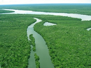 アマゾンの風景
