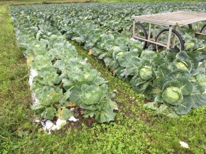 廃棄される予定だった1万3000個のキャベツ