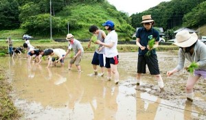 田植の様子