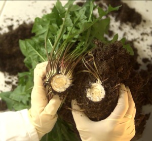 コンチネンタルタイヤ、タンポポ由来のゴムの開発により、GreenTec Award 2014を受賞