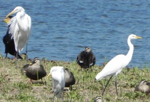 ３種の白鷺 ダイサギ チュウサギ コサギ 私たちに身近な生物多様性 16 坂本 優 オルタナ