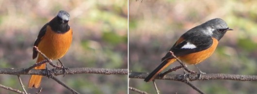左（A）尾羽の先まで鮮やかなオレンジ、右（B）くっきりと浮かぶ白斑