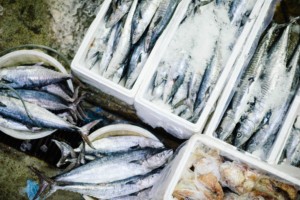 日本の輸入天然水産物は3割が違法・無報告