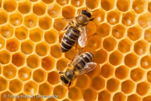 欧米で厳しく規制されるネオニコ農薬が日本で解禁に