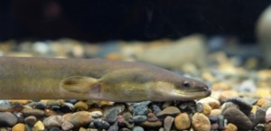 絶滅危惧種のウナギ、小売は販売続行