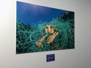 海の生態系やプラゴミ問題を学ぶNYの「VR水族館」