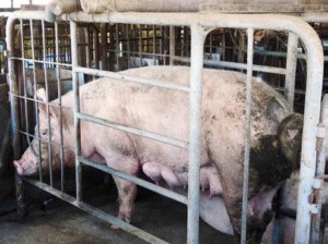 経営課題に「動物」 潮流は日本にも