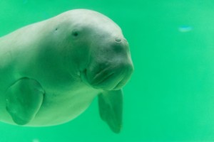 サンゴだけではない、辺野古基地が招く生態系破壊