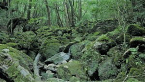 「100％自然エネ」の時代を先取りした屋久島