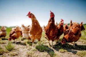 鶏にとって「平飼い」が良い理由