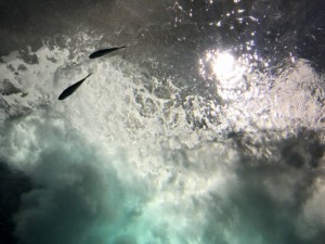 「日本の水産業上場企業に事業リスク」英シンクタンク