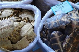 新型コロナ、NGOが違法な野生生物取引の閉鎖訴え