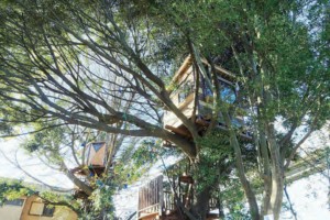 ツリーハウスや里山再生に「千葉市都市文化賞」