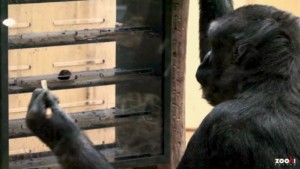 新型コロナの影響で世界の動物にも変化