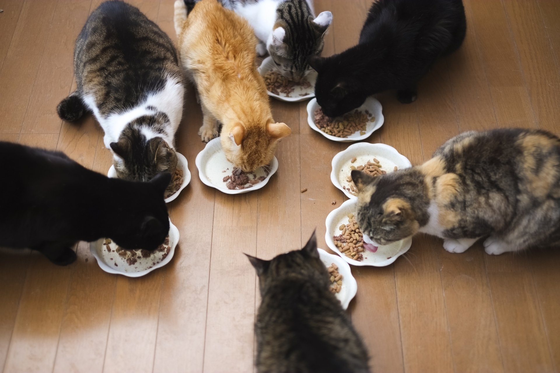 多頭飼育崩壊 背景に孤立と困窮 坂本 優 オルタナ