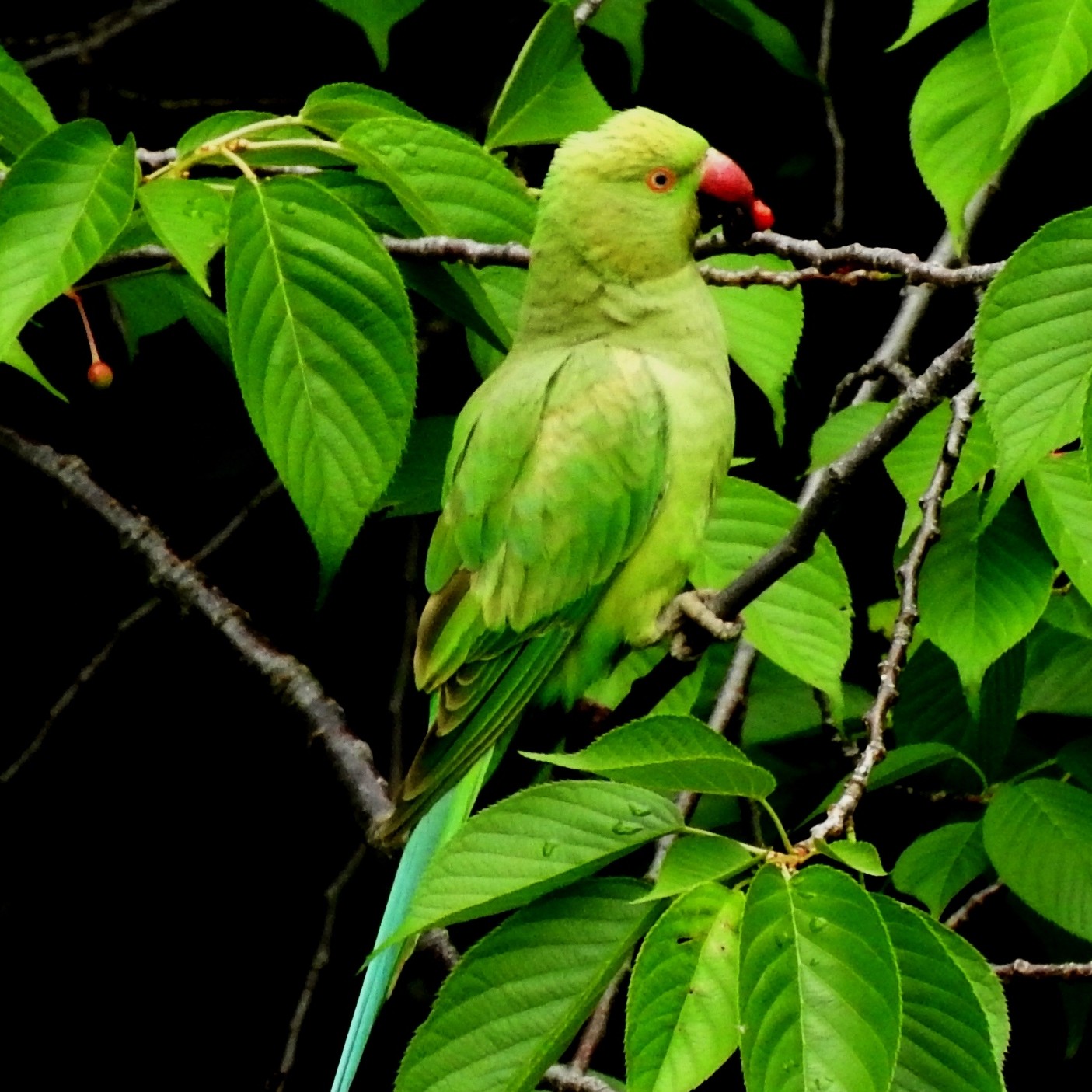 桜の実に集うワカケホンセイインコ 坂本 優 ページ 2 オルタナ 桜の実に集うワカケホンセイインコ 坂本 優 ページ 2 オルタナ