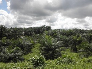 舞鶴パーム油発電所計画、白紙の可能性高まる