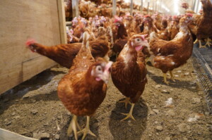 東京オリパラ実施なら動物福祉の低さが世界に露呈？