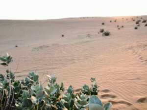 サウジが「2030年再エネ50％」目標、大量植林も
