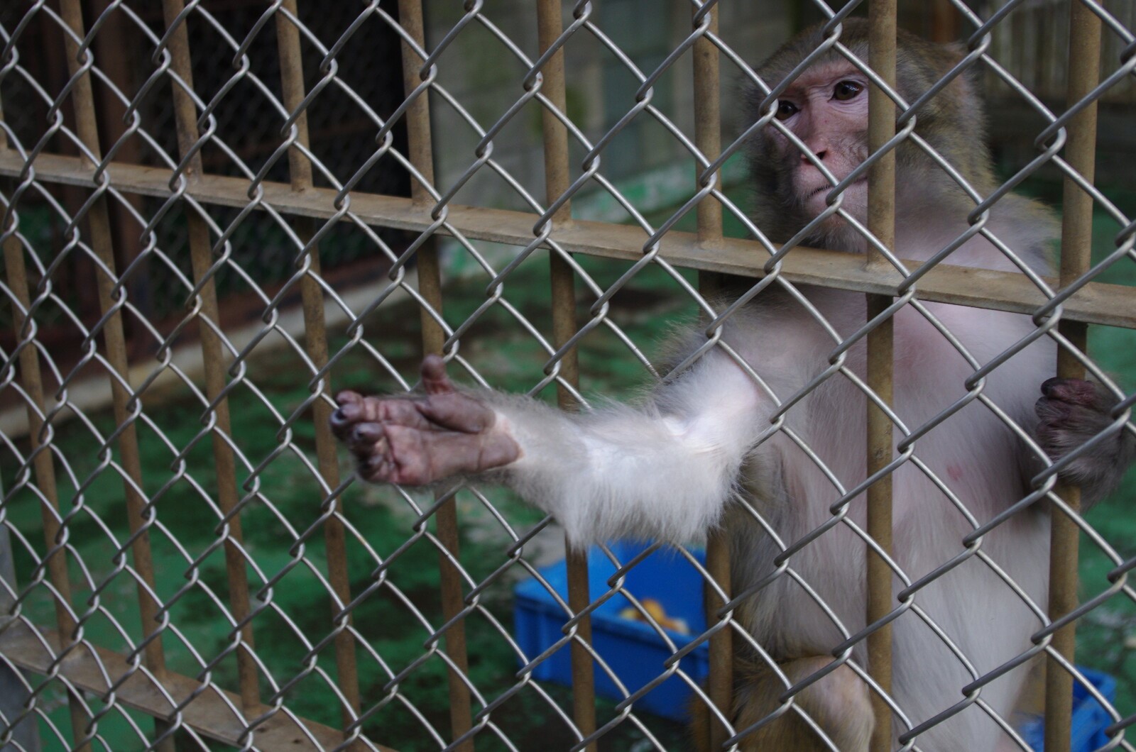 問われる「無料動物園」、野生動物は見世物なのか - オルタナ