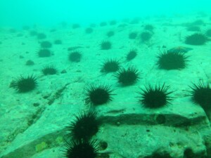 「磯焼け」解決への切り札「ウニノミクス」とは
