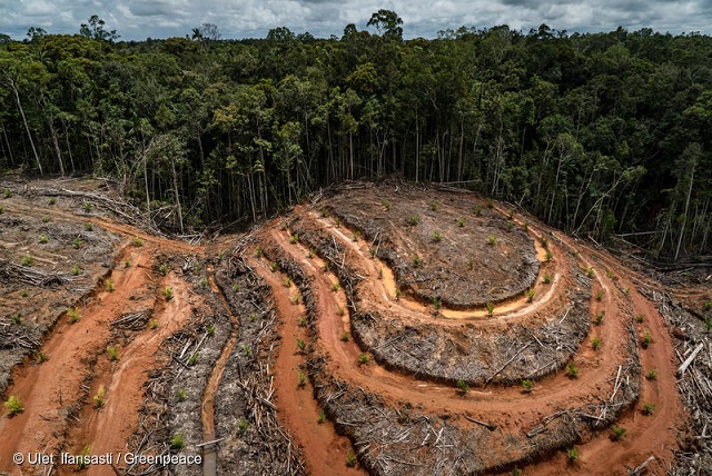 インドネシア・パプワ州では、パーム油生産のため森林伐採と農園開発が進む© Ulet Ifansasti / Greenpeace