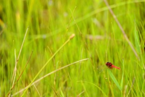 「2022年は再び生物多様性の年」を裏付ける5つの動き