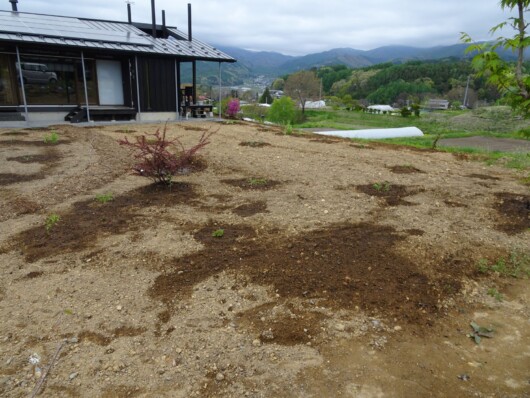 金山デッキ植栽の初期状況