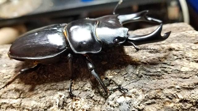 オオクワガタもNG、ヤフオク禁止の「レッドリスト」 - オルタナ
