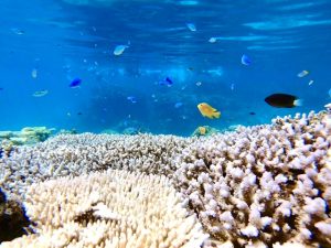 水産物の過剰乱獲に国連が「海の構造改革」訴え