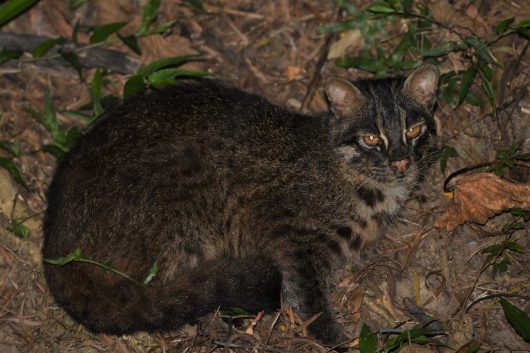 めったに姿が見えない絶滅危惧種「イリオモテヤマネコ」。島の全域に生息、100棟余りと推察される希少種でベンガルヤマネコの亜種とされる