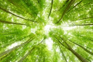 「カーボンオフセットでは森林減少は止まらない」と報告書