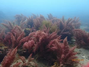 海藻を牛に食べさせメタンガス削減へ: 鹿児島で新ビジネス