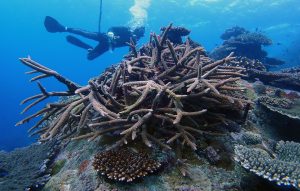 鹿島・東工大がフィリピンのサンゴ再生へ、沖縄での手法活用