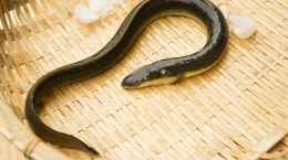 通用しない水産庁の論理「ニホンウナギに絶滅の恐れはない」