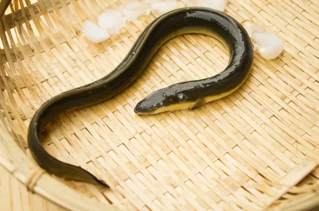日本で主に食されるニホンウナギだけではなく、ヨーロッパウナギ、アメリカウナギも国際自然保護連合（IUCN）によって絶滅危惧種に指定されている（画像はイメージ）