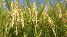 農業は地域づくりの根幹、「農業の大規模化」の危うさ