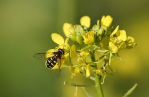 環境省グッドライフアワードは「菜の花プロジェクト」に