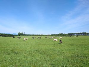 北海道の牧場が「牛ファースト」経営、家畜伝染病で決意