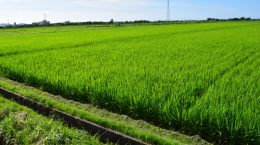 日本の有機農業に必要なのはグローバリズムとローカリズム
