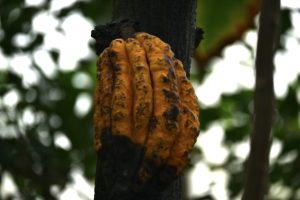 カカオ豆の価格高騰は氷山の一角、世界で争奪戦も